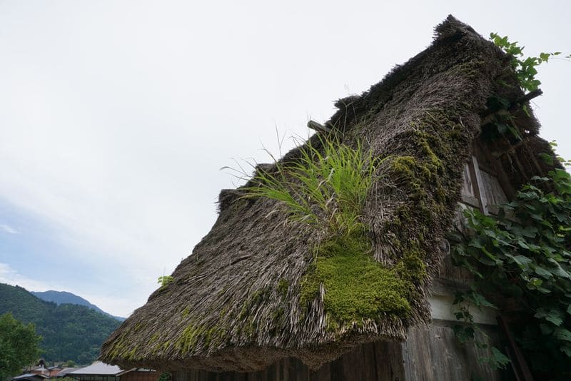 白川郷の苔の生えた屋根